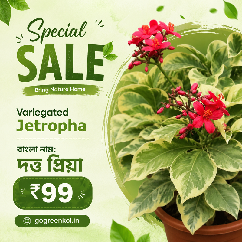 Variegated Jetropha (দত্ত প্রিয়া)