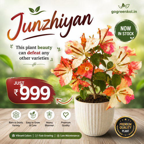 Junzhiyan
