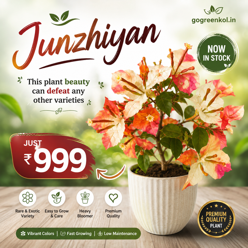 Junzhiyan