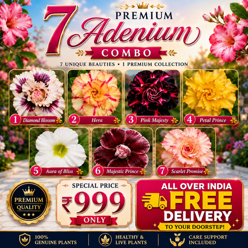 Free Delivery Combo 4