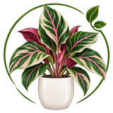 Calathea