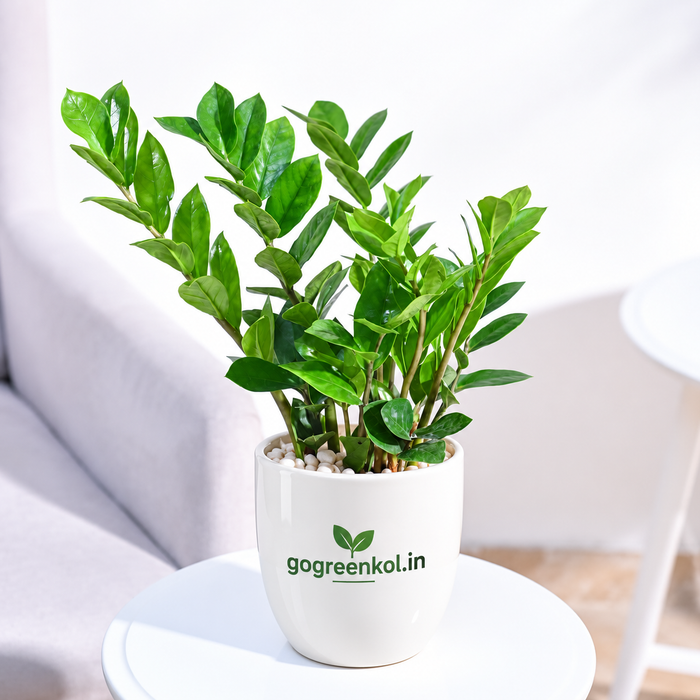 Green Zz Plant(Zamioculcas zamiifolia)