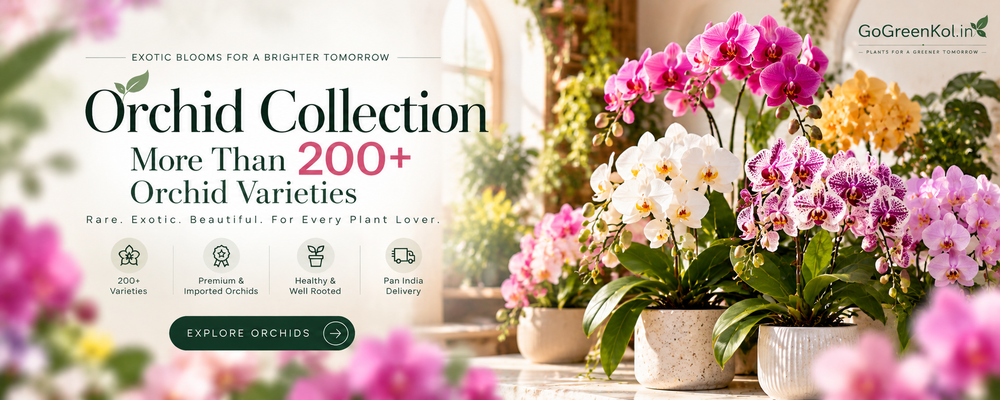 Bring Life to Your Home