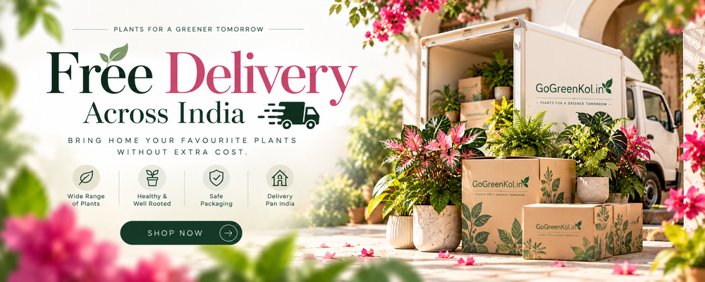 free Delivery Section