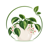Hoya