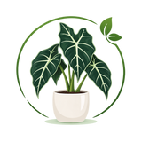 Alocesia