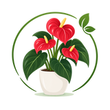 Anthurium