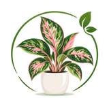 Aglaonema