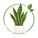 Snake Plant