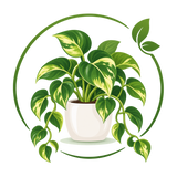 Pothos