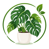 Monstera