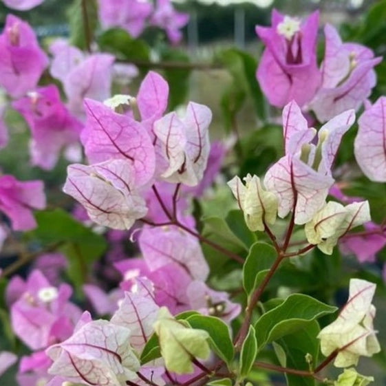 Chilli Ice Cream (Grafted)