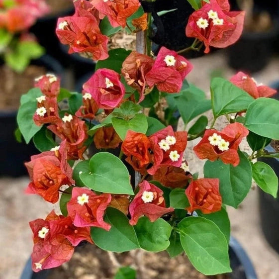 Choco Brown (Rooted)