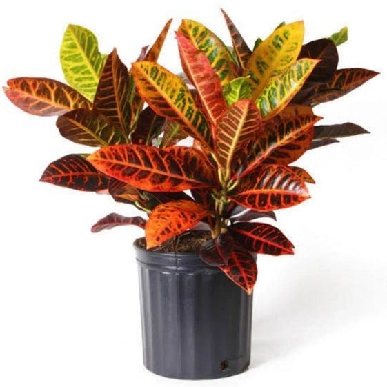 Croton Petra