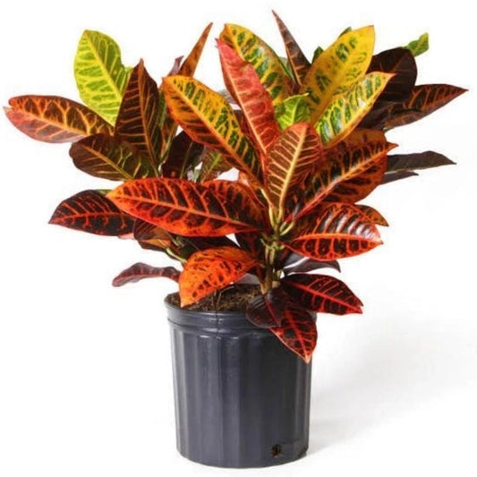 Croton Petra