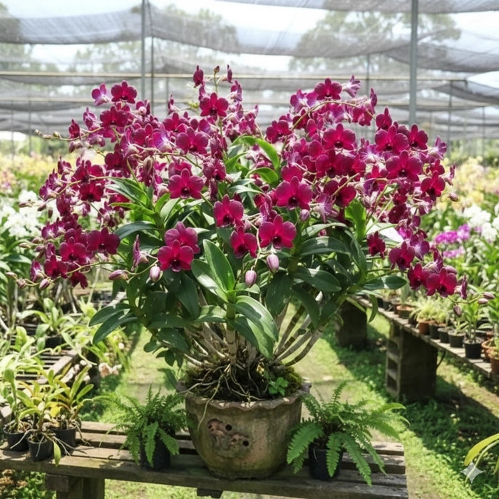 Dendrobium Airy Crimson_SS