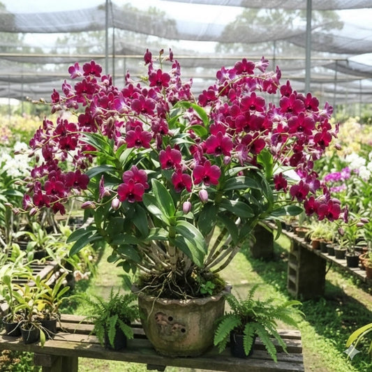 Dendrobium Airy Crimson_SS