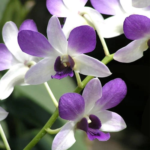 Dendrobium Areedang Blue