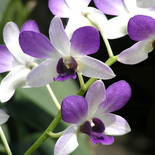 Dendrobium Areedang Light Blue_BS