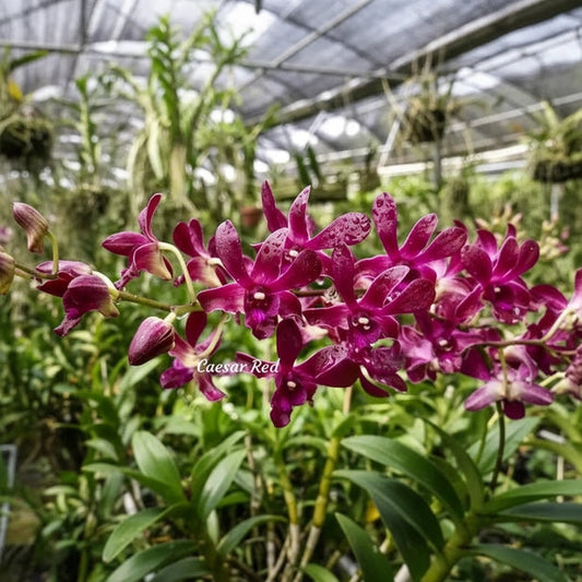 Dendrobium Ceasar Red