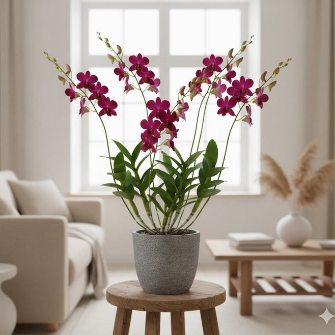 Dendrobium Koyote Red