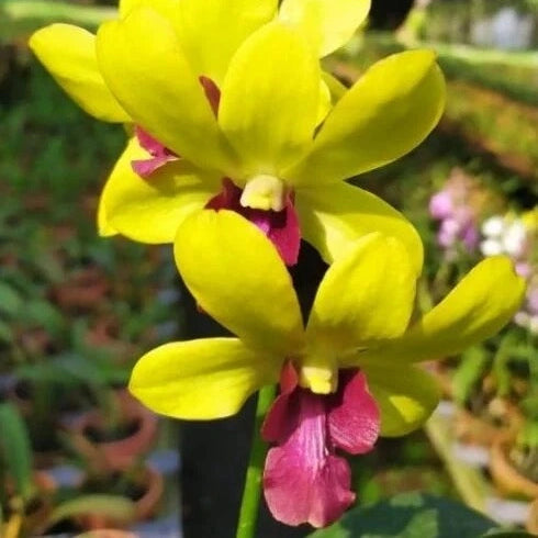 Dendrobium Mayneal Warwan_SS