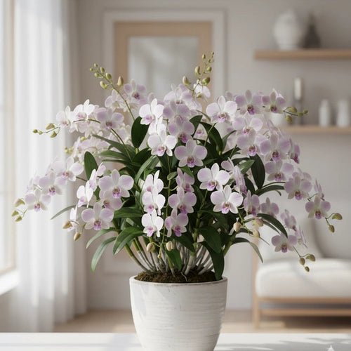 Dendrobium Pink Happy