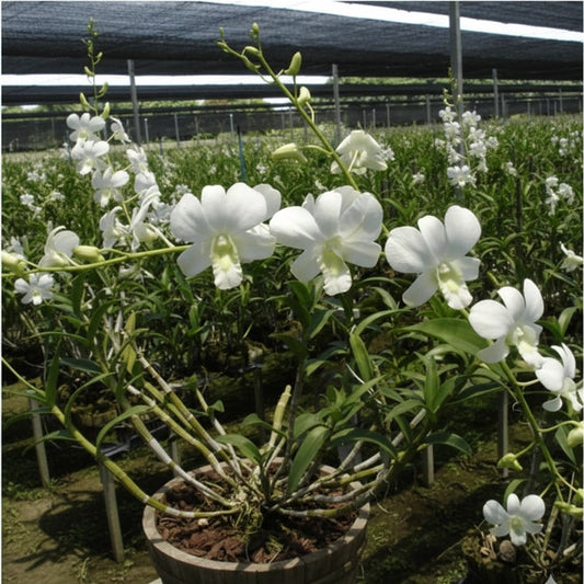 Dendrobium Shavin White