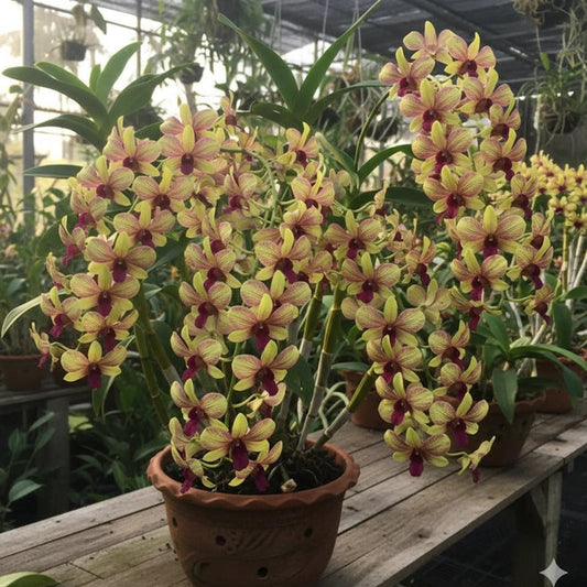 Dendrobium Thongchai Gold 'Pinwattana Splash