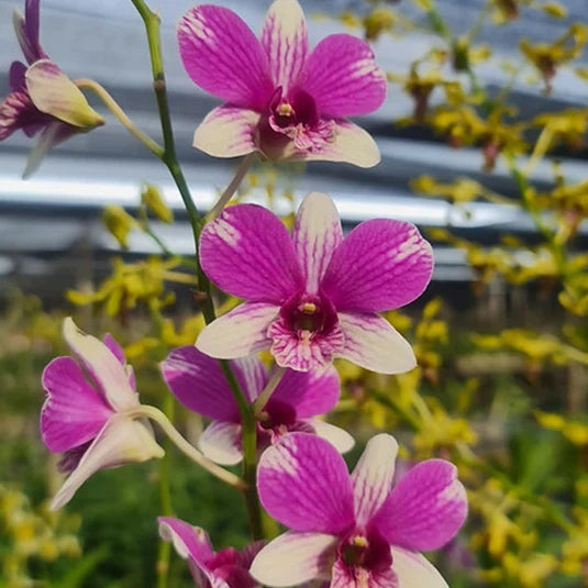 Dendrobium Tripple Fantasy 1128_Ss