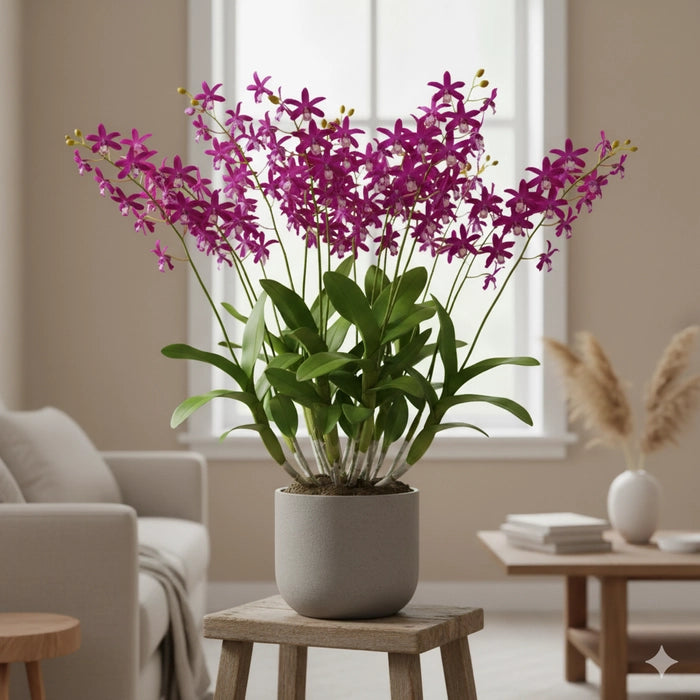 Dendrobium Uthai Purple Splash # 257