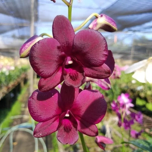 Dendrobium Airy Crimson_SS alternate view