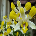Dendrobium Banana Royal