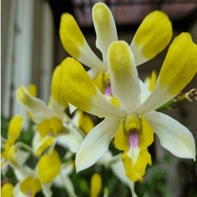 Dendrobium Banana Royal