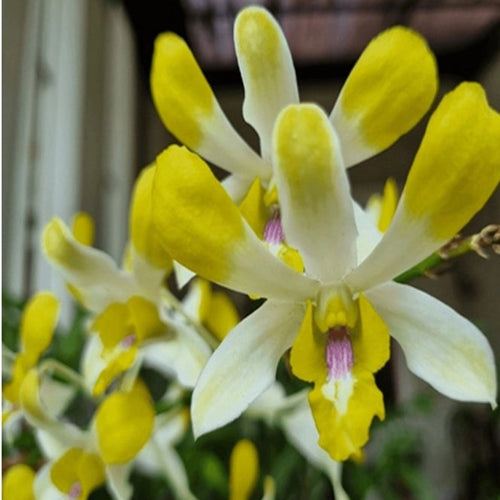 Dendrobium Banana Royal alternate view