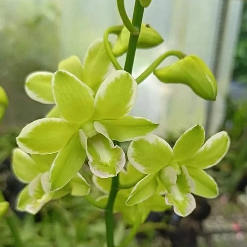 Dendrobium Burana Green 'Variegated_SS alternate view