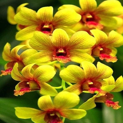 Dendrobium Burana Sunmoon_Ss