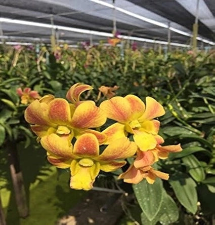 Dendrobium Gold Flush x May Neal x Iaisanthera #1474_Ss