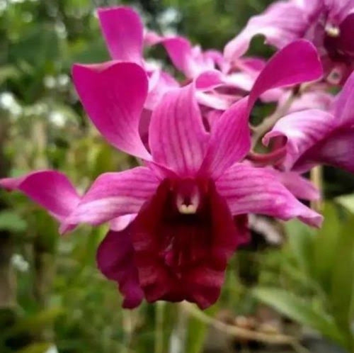 Dendrobium Indonisia Raya Red # 125 alternate view