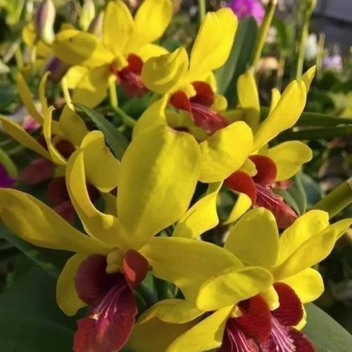 Dendrobium Mayneal Warwan_SS alternate view