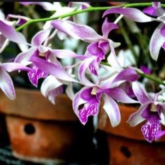 Dendrobium Rabbit Dendrobium (Rabbit x Ceasar Warawan) # 180 – GO GREEN