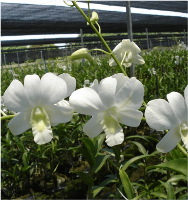 Dendrobium Shavin White