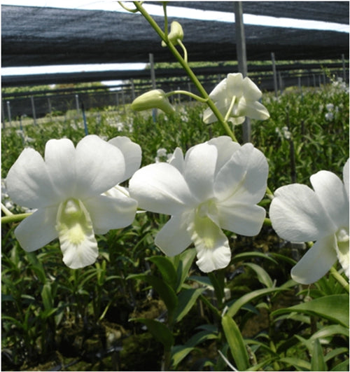 Dendrobium Shavin White alternate view