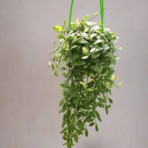 Dischidia Oiantha