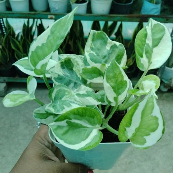 Enjoy Pothos