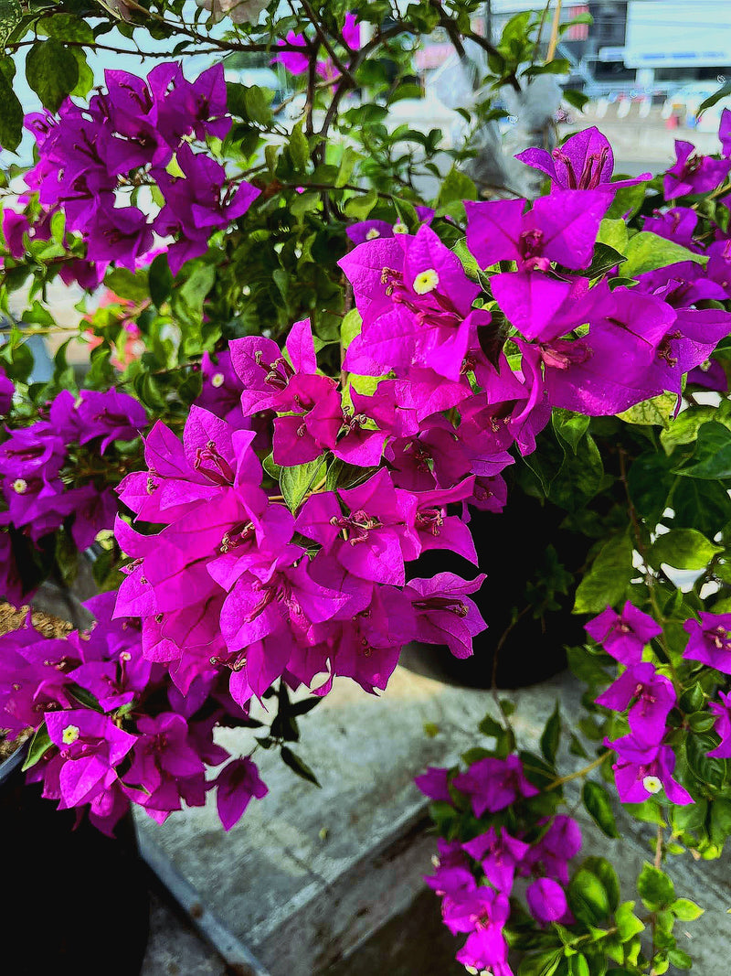 Cendai Deep Purple