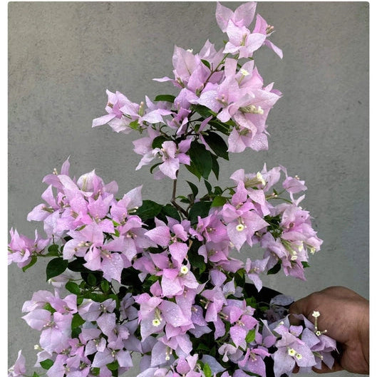 Fairytale Bandai (Grafted)