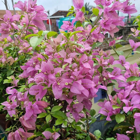 Formosa (Rooted)