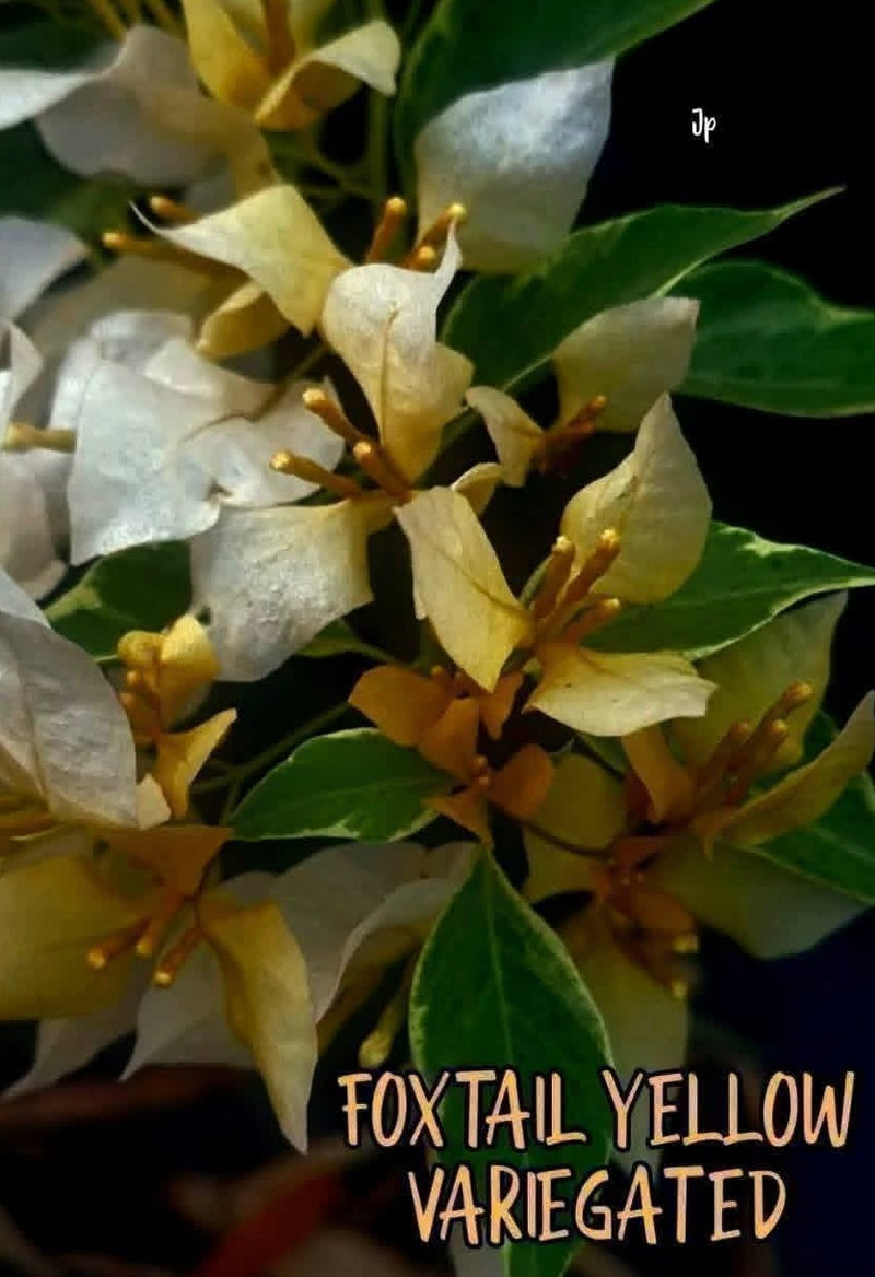 Foxtail Yellow Variegated