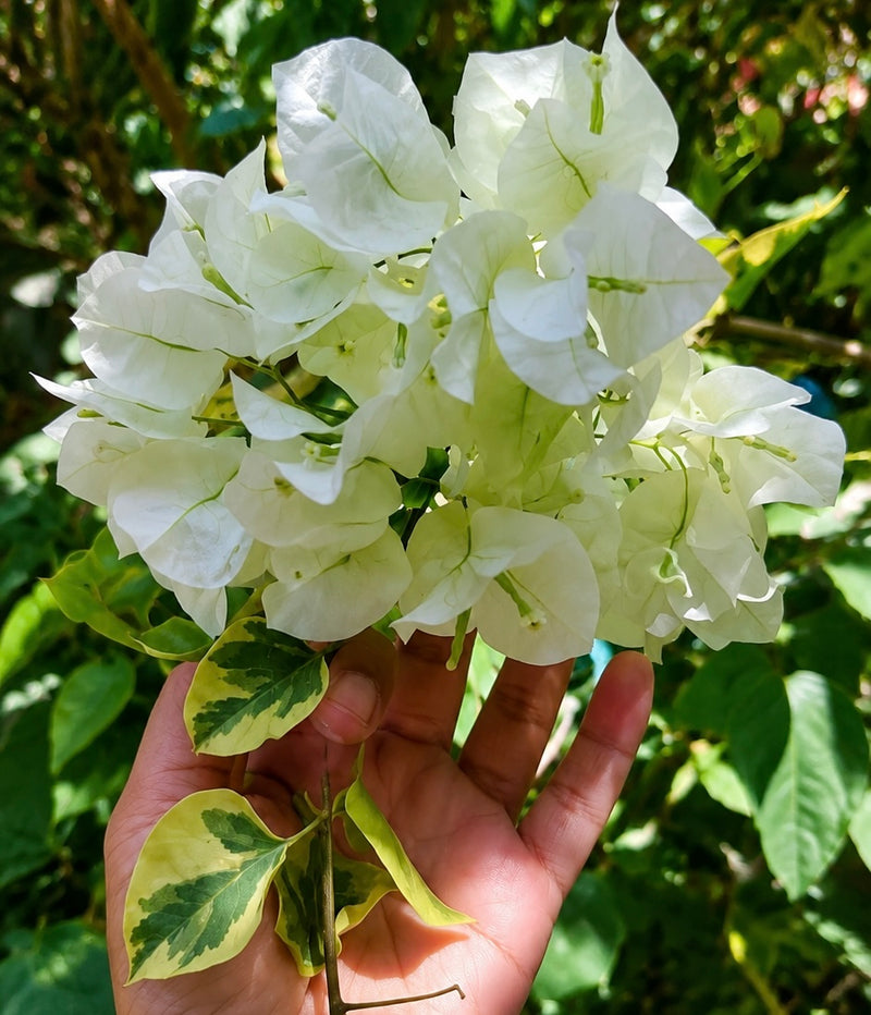 White Dauphine